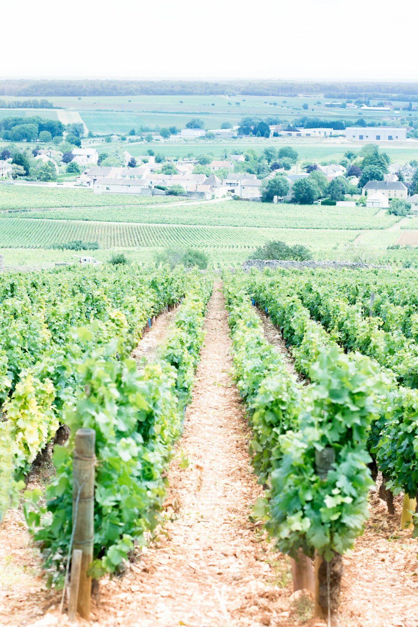 Le VIII Opens in Pommard With Three Menus From €180