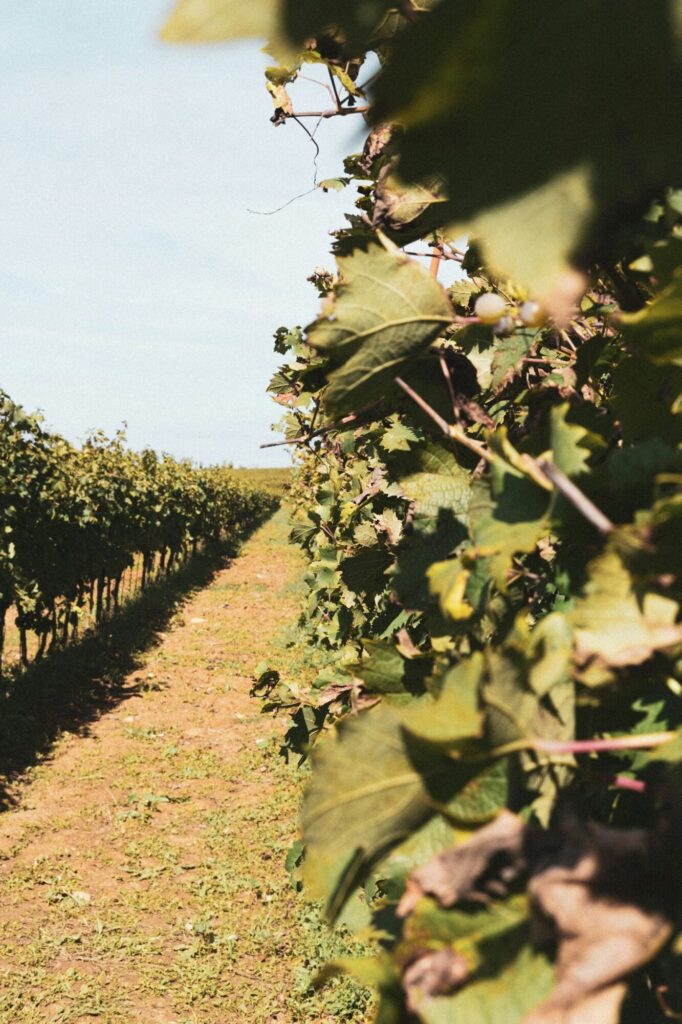 PACA Reopens at Tenuta Ceri With 2 Menus at 110 Euro