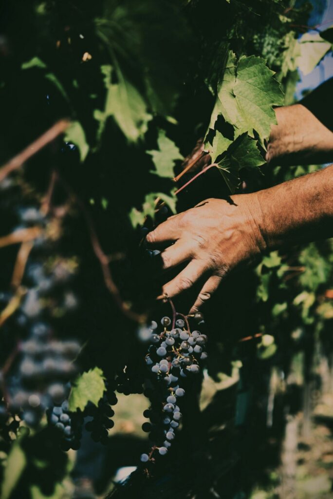 Palazzo di Varignana Harvest Day: 30 Euro, 13 September