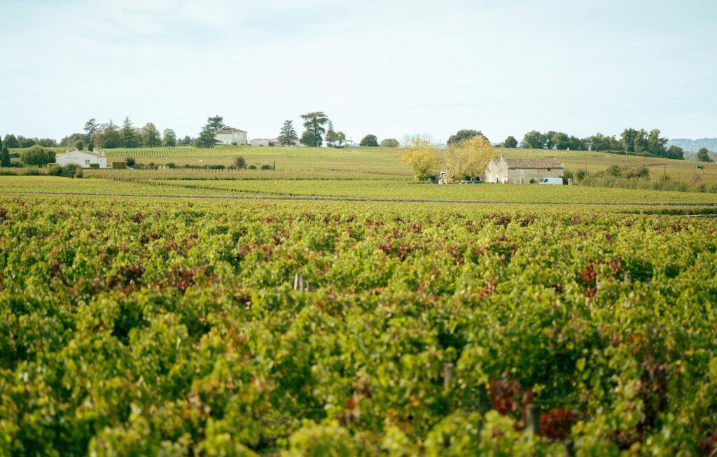 A barrel of Haut-Brion 2025, 300 bottles’ worth, sells for 162,500 euros